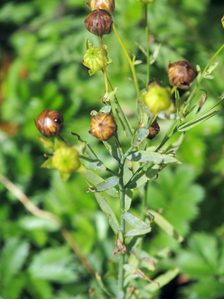flax / Linum usitatissimum: Fruits at various stages of ripeness