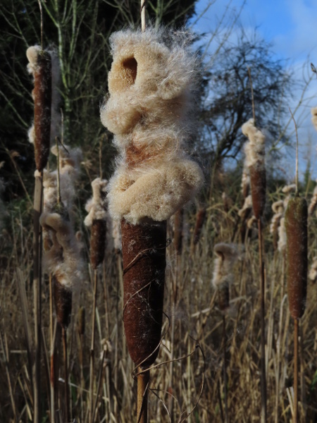 bulrush / Typha latifolia: The fruits of _Typha latifolia_ are thousands of minuscule capsules with soft down attached to aid in wind-dispersal.