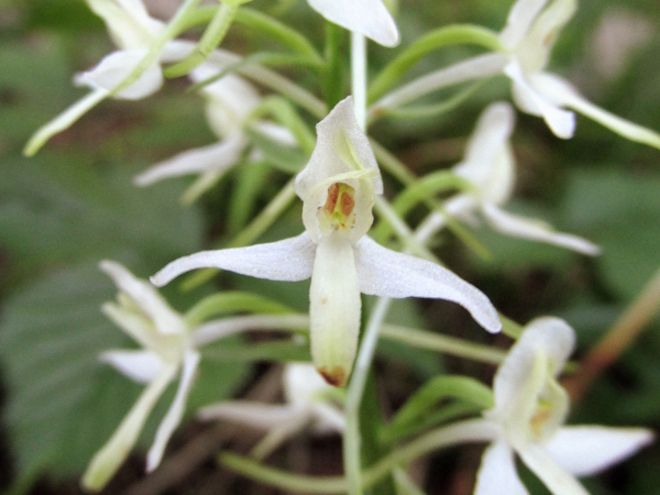 lesser butterfly-orchid / Platanthera bifolia: _Platanthera bifolia_ is very similar to _Platanthera chlorantha_; it is best distinguished from the latter by the closeness and parallel alignment of the 2 pollinia.