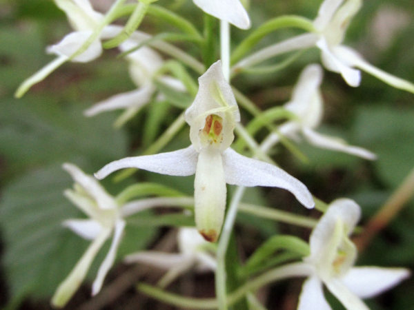 lesser butterfly-orchid / Platanthera bifolia