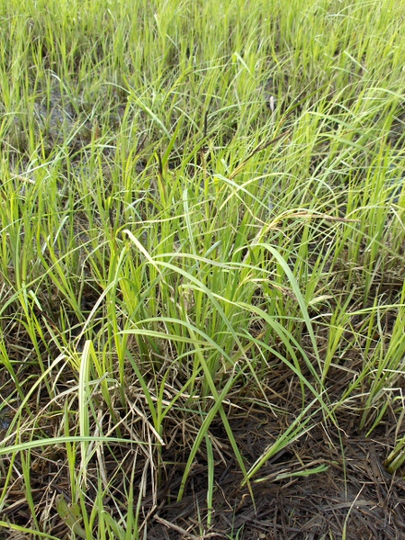 lesser pond-sedge / Carex acutiformis