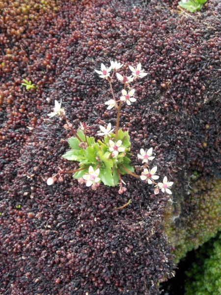 starry saxifrage / Micranthes stellaris: _Micranthes stellaris_ is an <a href="aa.html">Arctic–Alpine</a> species found in montane flushes and on wet montane rocks across the British Isles.