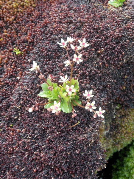 starry saxifrage / Micranthes stellaris