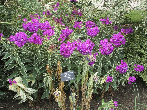 phlox / Phlox paniculata: A variegated cultivar