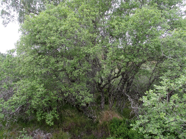 eared willow / Salix aurita: _Salix aurita_ is a shrub or small tree that grows in damp, acidic ground.