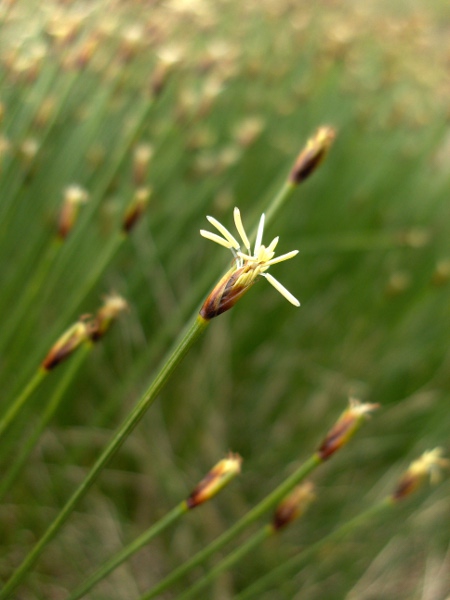 deergrass / Trichophorum germanicum: _Trichophorum germanicum_ has a single small spikelet on each stem; it differs from _Trichophorum cespitosum_ in having an oblique opening of the uppermost leaf-sheath and a shorter leaf-blade.