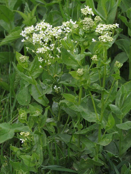 hoary cress / Lepidium draba: Originally introduced to ports, _Lepidium draba_ has spread across much of lowland Britain (it remains scarce in Ireland); its flat-topped inflorescences are characteristic.