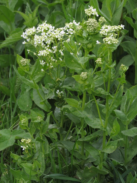 hoary cress / Lepidium draba: Originally introduced to ports, _Lepidium draba_ has spread across much of lowland Britain (it remains scarce in Ireland); its flat-topped inflorescences are characteristic.