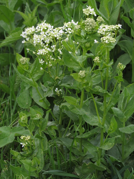 hoary cress / Lepidium draba