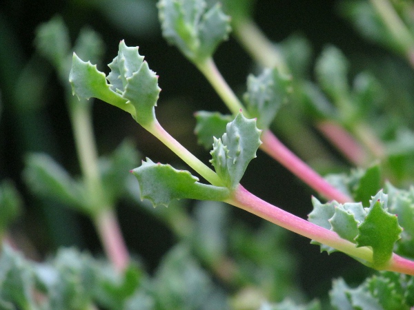 deltoid-leaved dewplant / Oscularia deltoides: The chunky teeth on the leaves of _Oscularia deltoides_ immediately separate it from its relatives.