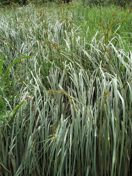 great fen-sedge / Cladium mariscus: _Cladium mariscus_ grows in base-rich wetlands, mostly in western Ireland, north-western Scotland and East Anglia; its leaves are greyish and finely but sharply serrate.