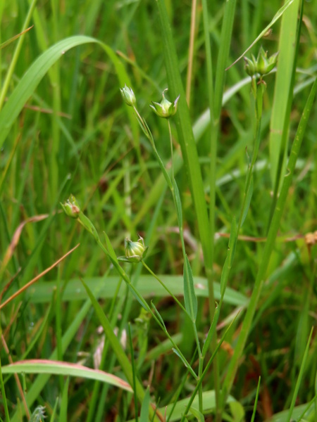 pale flax / Linum bienne: In fruit, _Linum bienne_ has pointed sepals as long as the capsule.