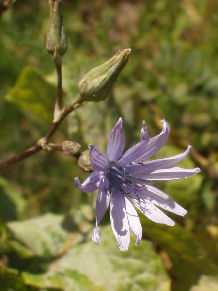 chicory / Cichorium intybus: The flowers of _Cichorium intybus_ are typically blue, albeit sometimes very pale; there is no pappus of hairs on the seeds.