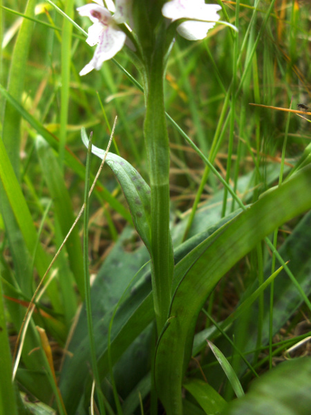 heath spotted orchid / Dactylorhiza maculata