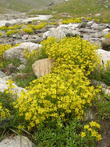 yellow saxifrage / Saxifraga aizoides: _Saxifraga aizoides_ grows in damp, usually montane, areas of northern England, the Scottish Highlands, Hoy (VC111), the Dartry Mountains (and a few small areas nearby) and on the Antrim coast.