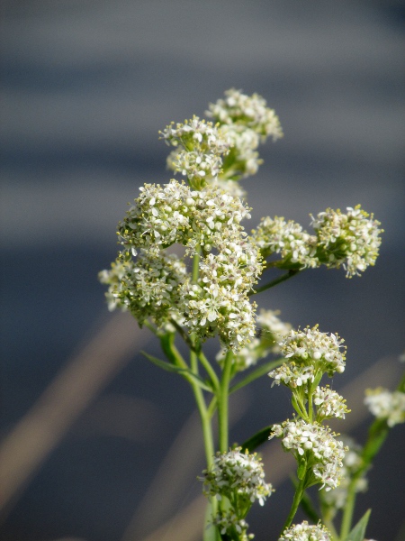 dittander / Lepidium latifolium: Inflorescence