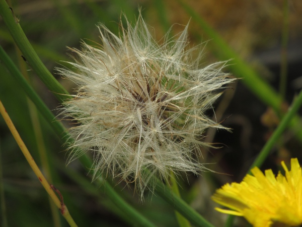 cat’s-ear / Hypochaeris radicata: Achenes from the centre of the head have a feathery pappus; those from the edges have a pappus of simple hairs.