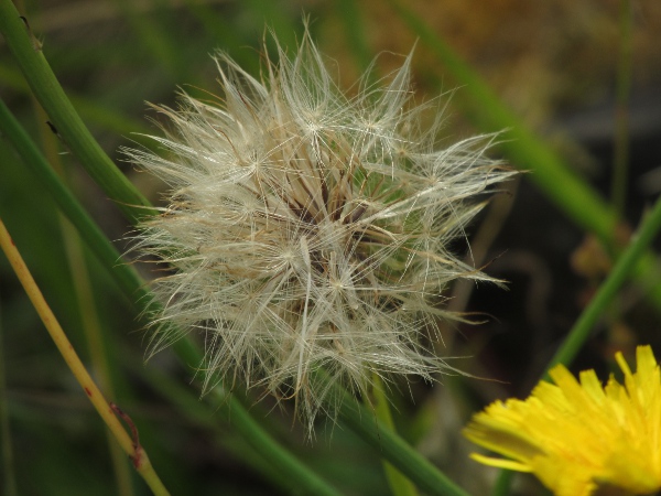 cat’s-ear / Hypochaeris radicata