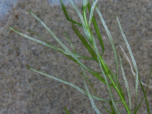 pedunculate water-starwort / Callitriche brutia