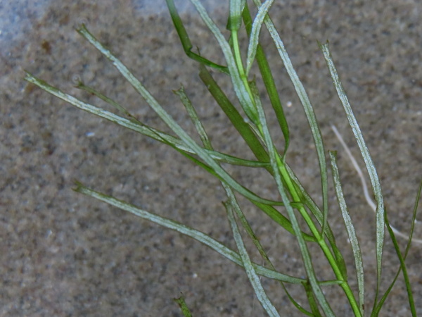 pedunculate water-starwort / Callitriche brutia: _Callitriche brutia_ is best distinguished from its relatives by the tips of its submerged leaves: the 2-pronged projections are far more prominent, especially in _C. brutia_ subsp. _hamulata_.
