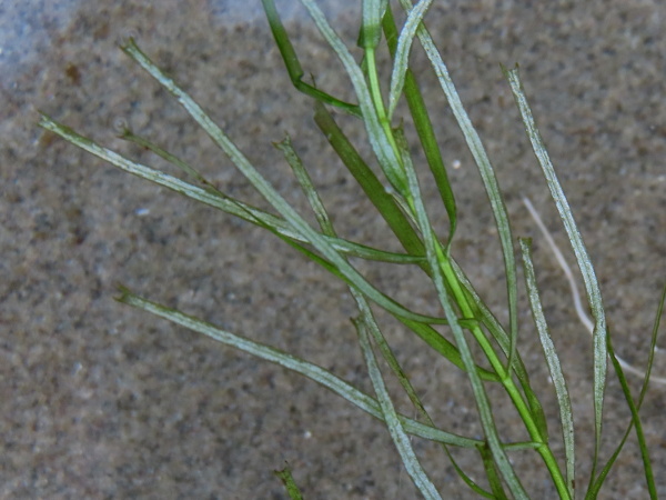 pedunculate water-starwort / Callitriche brutia: _Callitriche brutia_ is best distinguished from its relatives by the tips of its submerged leaves: the 2-pronged projections are far more prominent, especially in _C. brutia_ subsp. _hamulata_.