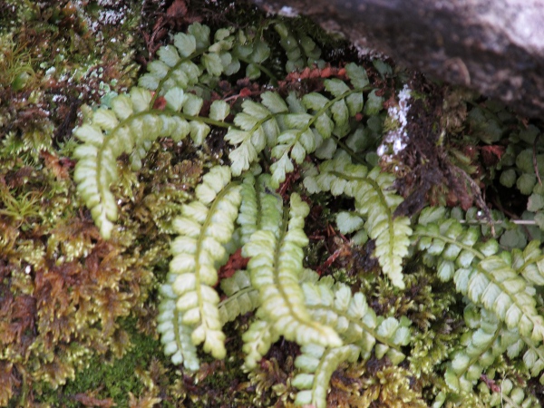 green spleenwort / Asplenium viride