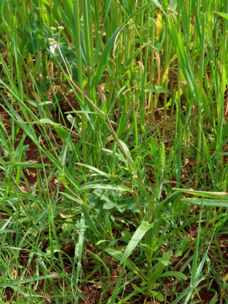 narrow-fruited corn-salad / Valerianella dentata