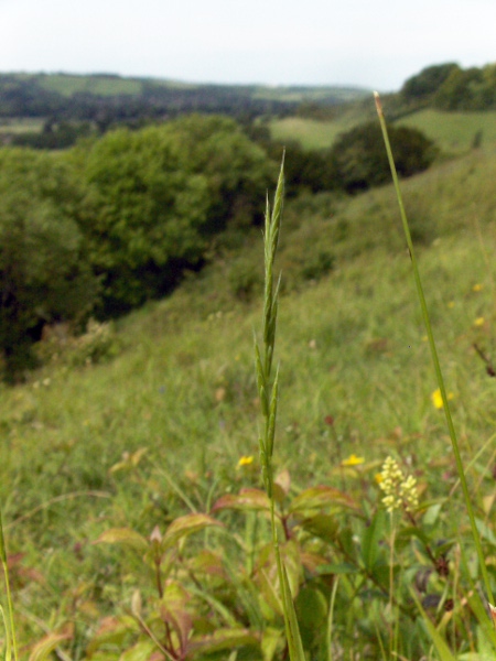 heath false-brome / Brachypodium pinnatum: Habitus