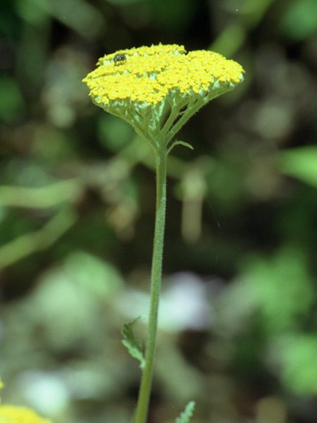 fern-leaf yarrow / Achillea filipendulina: _Achillea filipendulina_ is a yellow-flowered yarrow that occasionally escapes from gardens.