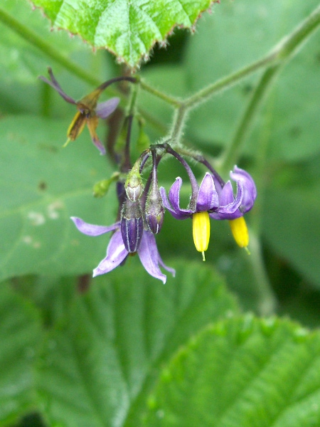 bittersweet / Solanum dulcamara: _Solanum dulcamara_ mainly grows in woodlands, especially where the soil is damp.