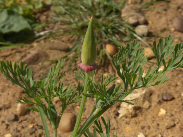 Californian poppy / Eschscholzia californica: The pink ‘skirt’ at the base of the fruits (remnants of the fused sepals) is characteristic of _Eschscholzia_.