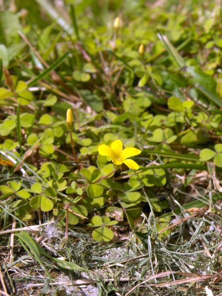 least yellow sorrel / Oxalis exilis: _Oxalis exilis_ differs from _Oxalis corniculata_ in bearing flowers singly on stalks with forward-pointing hairs, rather than groups of 2–8 flowers on stalks with spreading hairs.