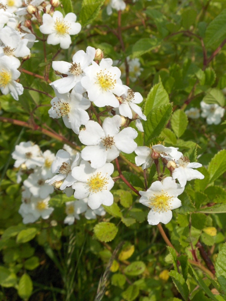 field rose / Rosa arvensis: The flowers of _Rosa arvensis_ are 3–5 cm across, with unlobed sepals.