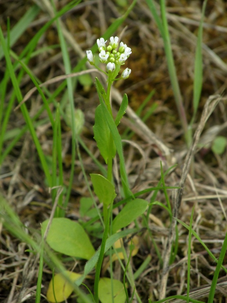 field penny-cress / Thlaspi arvense: _Thlaspi arvense_ has grooved stems and clasping, toothed stem-leaves.