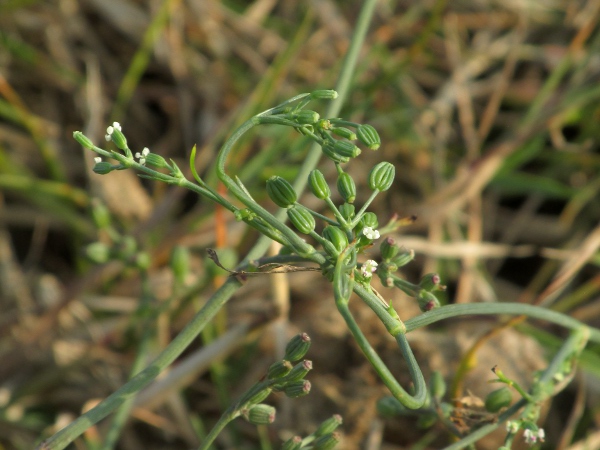 corn parsley / Sison segetum: _Sison segetum_ grows in arable fields and on banks and sea-walls, mostly south of the Severn–Humber line; it has its flowers on stalks of different lengths, disguising the umbellifer arrangement.