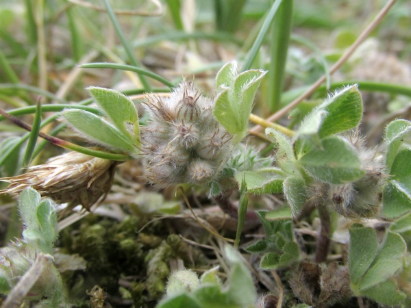 knotted clover / Trifolium striatum: In fruit, the calyx tubes of _Trifolium striatum_ are symmetrically inflated.