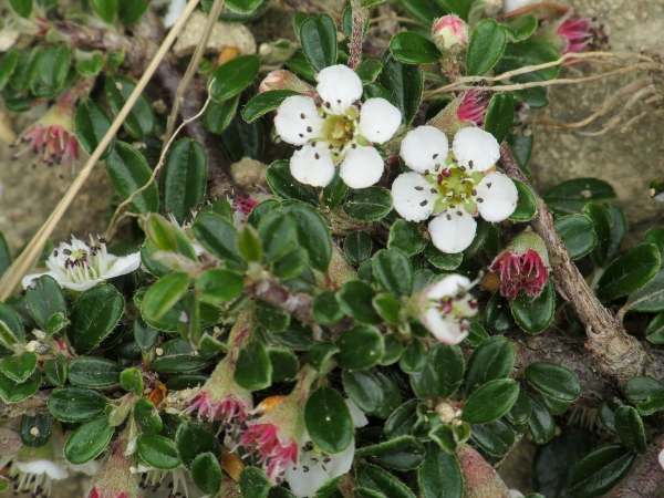 entire-leaved cotoneaster / Cotoneaster integrifolius: _Cotoneaster integrifolius_ is among the more common of the _Cotoneaster microphyllus_ aggregate.