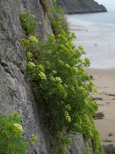 rock samphire / Crithmum maritimum: _Crithmum maritimum_ is a fleshy umbellifer that grows on coastal rocks in southern and western British Isles (very rare north of Lowestoft in the east or the North Channel in the west).