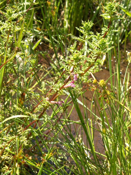 marsh lousewort / Pedicularis palustris: _Pedicularis palustris_ is a hemiparasite that grows in wet heaths and fens; it is much taller than _Pedicularis sylvatica_.