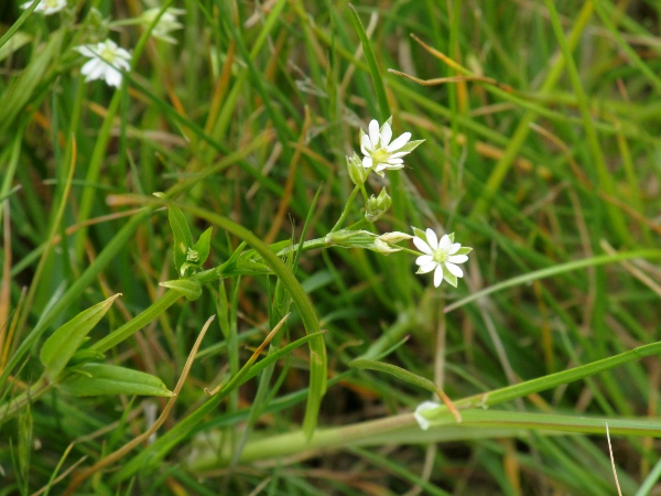 lesser stitchwort / Stellaria graminea: _Stellaria graminea_ has deeply divided petals about as long as its sepals.