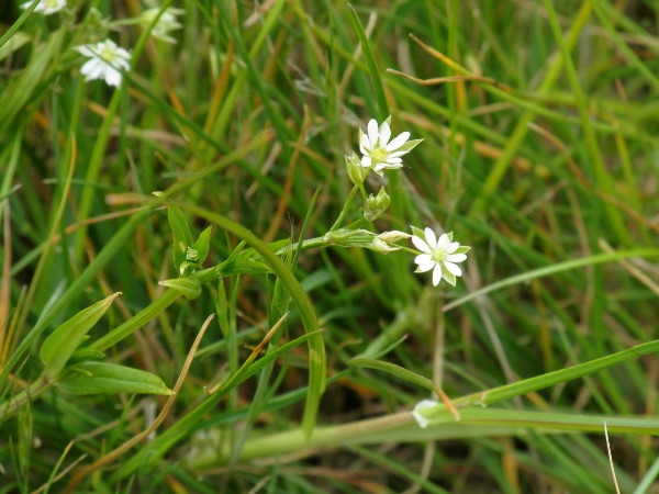 lesser stitchwort / Stellaria graminea