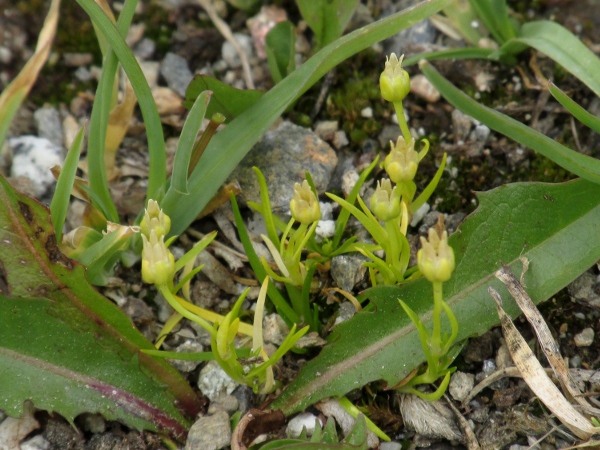 Alpine pearlwort / Sagina saginoides