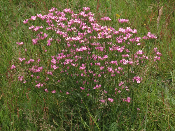 common centaury / Centaurium erythraea: _Centaurium erythraea_ is our most widespread centaury, occurring across England, Ireland and South Wales, but more restricted to maritime areas in North Wales and Scotland.