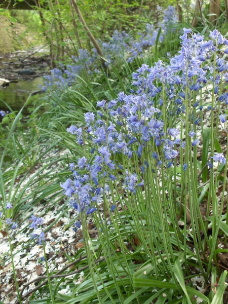 hybrid bluebell / Hyacinthoides × massartiana: The hybrid _Hyacinthoides_ × _massartiana_ shows a broad range of variation between its two parents, _Hyacinthoides non-scripta_ and _Hyacinthoides hispanica_.