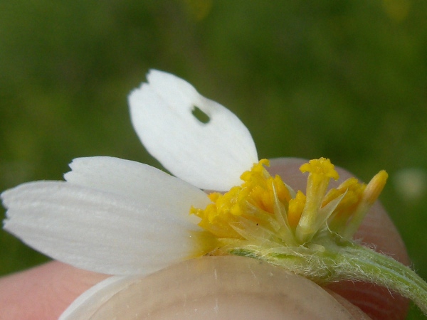 corn chamomile / Anthemis arvensis
