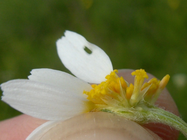 corn chamomile / Anthemis arvensis: The receptacular scales between the flowers end in a single point in _Anthemis arvensis_, but in 3 points in _Anthemis punctata_.