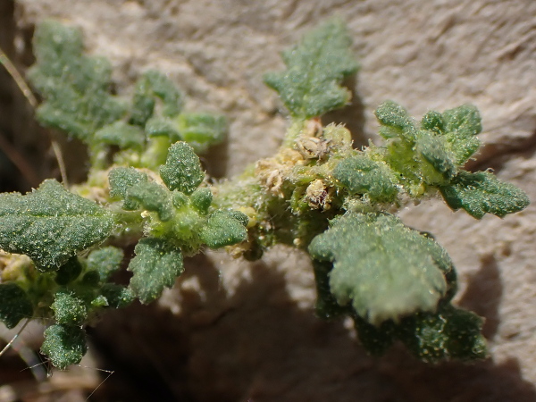 clammy goosefoot / Dysphania pumilio: _Dysphania pumilio_ has wavy-edged leaves, rounded (not keeled) fruiting tepals, and can adopt a prostrate growth form if trampled.