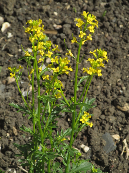 American winter-cress / Barbarea verna