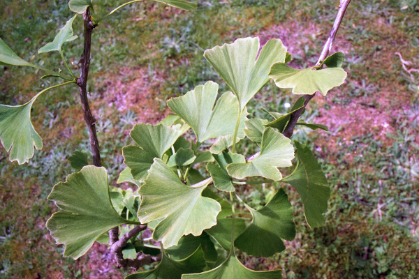 ginkgo / Ginkgo biloba: _Ginkgo biloba_ is a deciduous tree with unmistakable, usually 2-lobed, wedge-shaped leaves that have hardly changed since the Mesozoic.