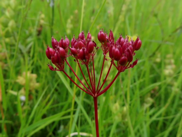 pignut / Conopodium majus: The fruits of _Conopodium majus_ are widest near the base and largely smooth, with only a few subtle ridges.